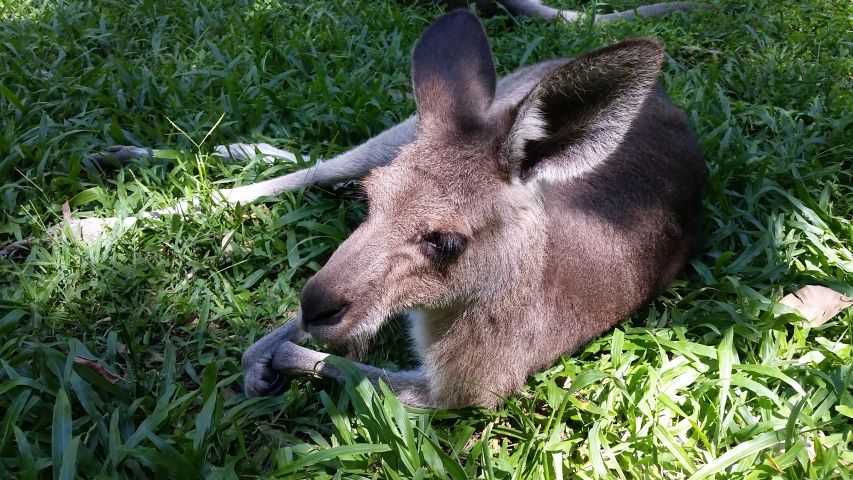 spgm/gal/Australien_(30.12.15-19.1.16)/20160107_135429.jpg