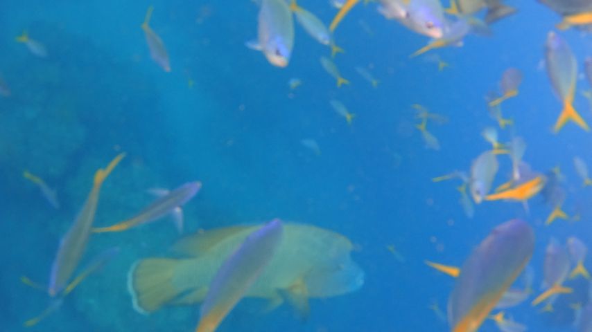 spgm/gal/Australien_(30.12.15-19.1.16)/20160117_085156.jpg