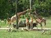 spgm/gal/Australien_(30.12.15-19.1.16)/_thb_20160107_145345.jpg