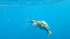 spgm/gal/Australien_(30.12.15-19.1.16)/_thb_20160117_080920.jpg